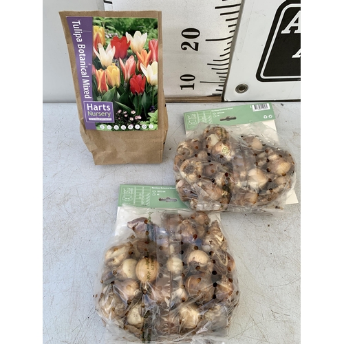 39 - ONE HUNDRED AND TEN BULBS IN THREE PACKS -THIRTY DWARF TULIPS AND EIGHTY BOTANICAL MIXED NARCISSUS. ... 