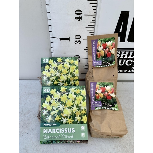 40 - ONE HUNDRED AND FORTY BULBS IN FOUR PACKS -SIXTY DWARF TULIPS AND EIGHTY BOTANICAL MIXED NARCISSUS. ... 