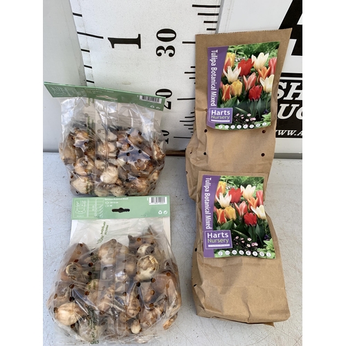 40 - ONE HUNDRED AND FORTY BULBS IN FOUR PACKS -SIXTY DWARF TULIPS AND EIGHTY BOTANICAL MIXED NARCISSUS. ... 