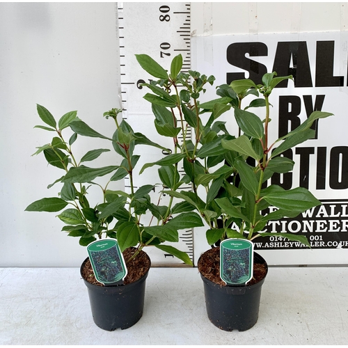 41 - TWO VIBURNUM 'DAVIDII' IN 2 LTR POTS. APPROX 70CM IN HEIGHT TO BE SOLD FOR THE PAIR