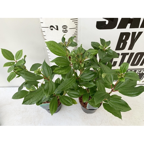 41 - TWO VIBURNUM 'DAVIDII' IN 2 LTR POTS. APPROX 70CM IN HEIGHT TO BE SOLD FOR THE PAIR