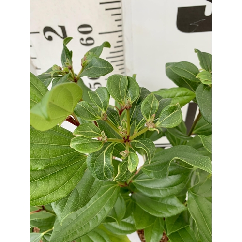 41 - TWO VIBURNUM 'DAVIDII' IN 2 LTR POTS. APPROX 70CM IN HEIGHT TO BE SOLD FOR THE PAIR