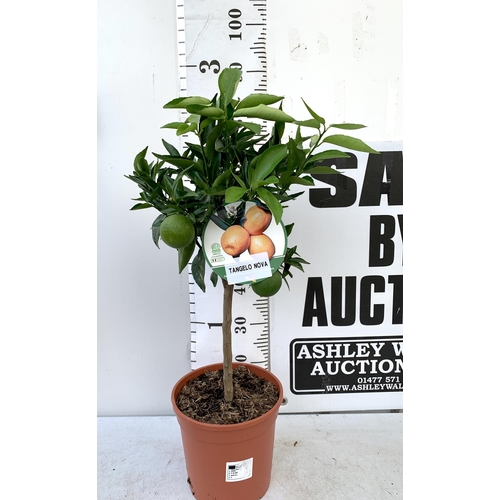 45 - ONE ORANGE TANGELO NOVA STANDARD FRUIT TREE. WITH FRUIT, APPROX 90CM IN HEIGHT NO VAT