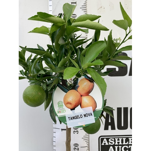 45 - ONE ORANGE TANGELO NOVA STANDARD FRUIT TREE. WITH FRUIT, APPROX 90CM IN HEIGHT NO VAT