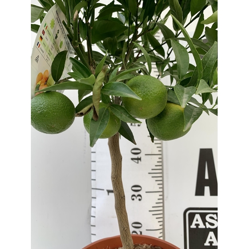 45 - ONE ORANGE TANGELO NOVA STANDARD FRUIT TREE. WITH FRUIT, APPROX 90CM IN HEIGHT NO VAT