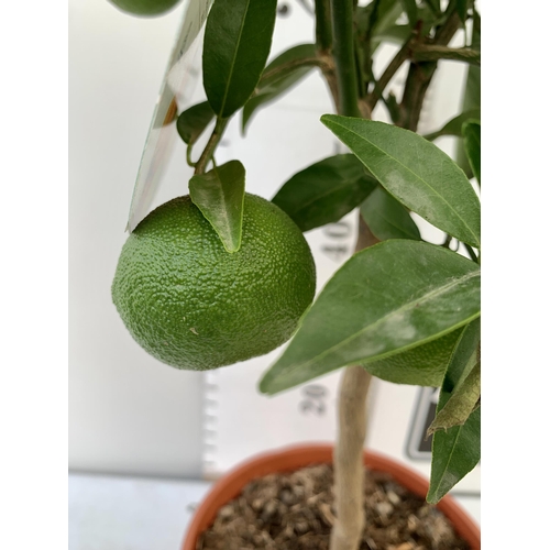 45 - ONE ORANGE TANGELO NOVA STANDARD FRUIT TREE. WITH FRUIT, APPROX 90CM IN HEIGHT NO VAT