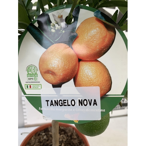 45 - ONE ORANGE TANGELO NOVA STANDARD FRUIT TREE. WITH FRUIT, APPROX 90CM IN HEIGHT NO VAT