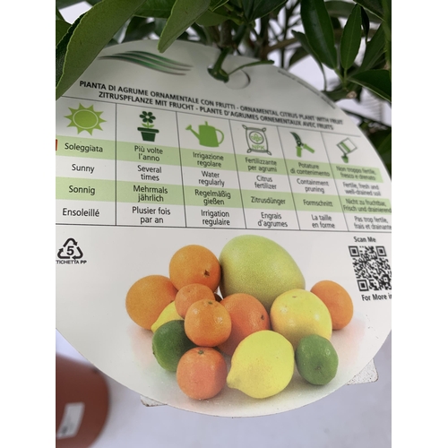 45 - ONE ORANGE TANGELO NOVA STANDARD FRUIT TREE. WITH FRUIT, APPROX 90CM IN HEIGHT NO VAT