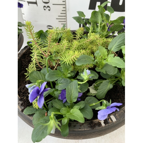 46 - TWO PLANTERS FILLED WITH WINTER BEDDING TO INCLUDE PANSIES, CYCLAMEN, SEDUM ETC. PLANTERS MEASURE 24... 