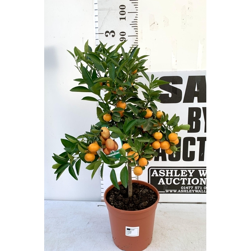 5 - AN ORANGE CALAMONDINO STANDARD FRUIT TREE LADEN WITH FRUIT 90CM TALL IN A 7 LTR POT NO VAT