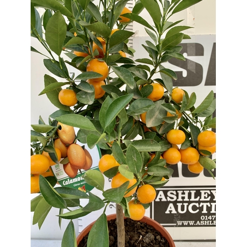 5 - AN ORANGE CALAMONDINO STANDARD FRUIT TREE LADEN WITH FRUIT 90CM TALL IN A 7 LTR POT NO VAT