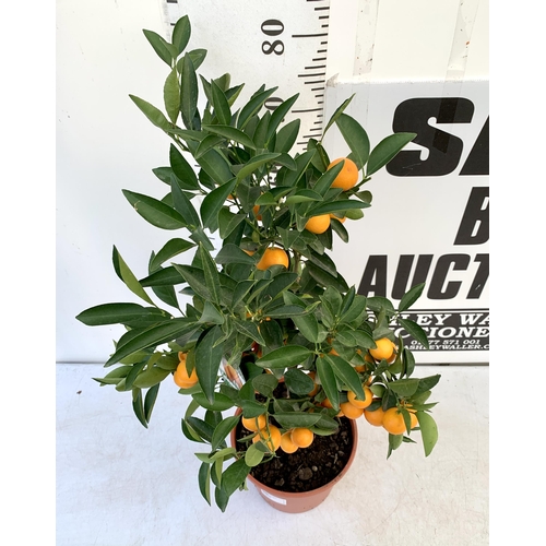 5 - AN ORANGE CALAMONDINO STANDARD FRUIT TREE LADEN WITH FRUIT 90CM TALL IN A 7 LTR POT NO VAT