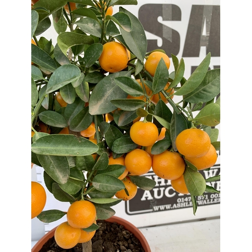 5 - AN ORANGE CALAMONDINO STANDARD FRUIT TREE LADEN WITH FRUIT 90CM TALL IN A 7 LTR POT NO VAT