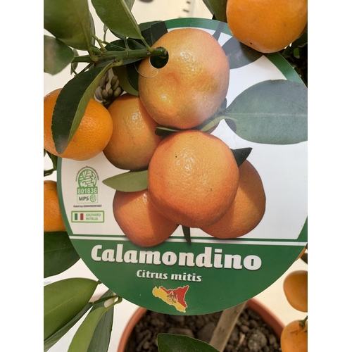 5 - AN ORANGE CALAMONDINO STANDARD FRUIT TREE LADEN WITH FRUIT 90CM TALL IN A 7 LTR POT NO VAT