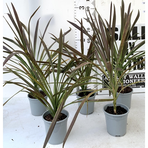 57 - FIVE LARGE CORDYLINE AUSTRALIS GREEN, APPROX 1 METRE IN HEIGHT. SOLD IN 2 LTR POTS , TO BE SOLD FOR ... 