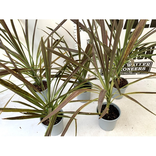 57 - FIVE LARGE CORDYLINE AUSTRALIS GREEN, APPROX 1 METRE IN HEIGHT. SOLD IN 2 LTR POTS , TO BE SOLD FOR ... 