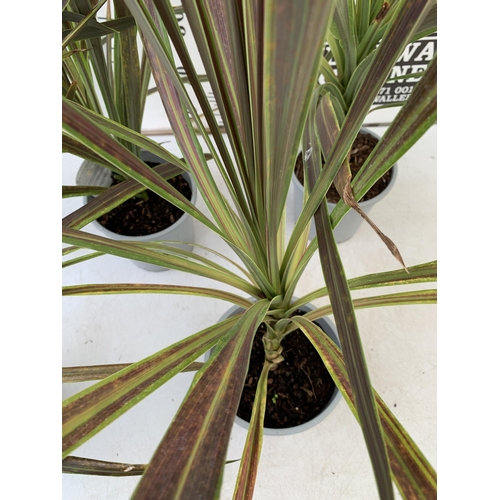 57 - FIVE LARGE CORDYLINE AUSTRALIS GREEN, APPROX 1 METRE IN HEIGHT. SOLD IN 2 LTR POTS , TO BE SOLD FOR ... 