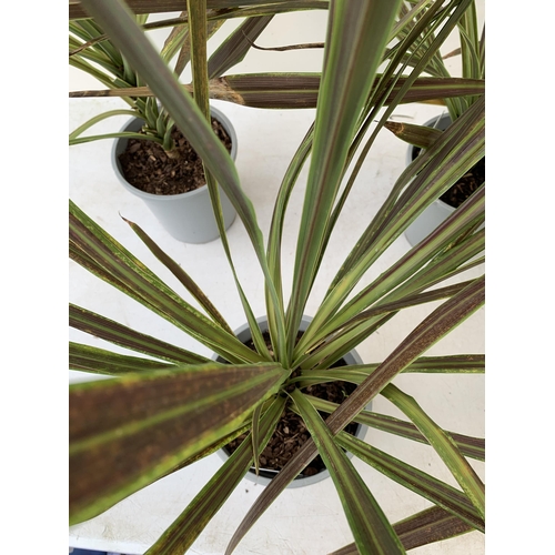 57 - FIVE LARGE CORDYLINE AUSTRALIS GREEN, APPROX 1 METRE IN HEIGHT. SOLD IN 2 LTR POTS , TO BE SOLD FOR ... 