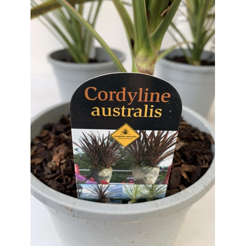 57 - FIVE LARGE CORDYLINE AUSTRALIS GREEN, APPROX 1 METRE IN HEIGHT. SOLD IN 2 LTR POTS , TO BE SOLD FOR ... 