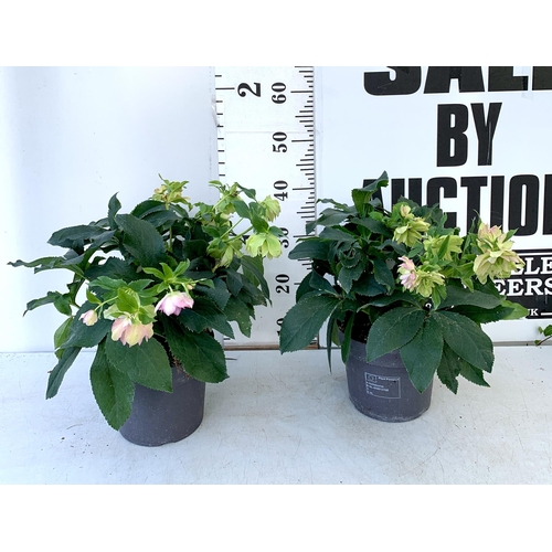 58 - TWO HELLEBOROUS ORIENTALIS IN PALE PINK IN THREE LITRE POTS. APPROX 40-50CM TALL TO BE SOLD FOR THE ... 