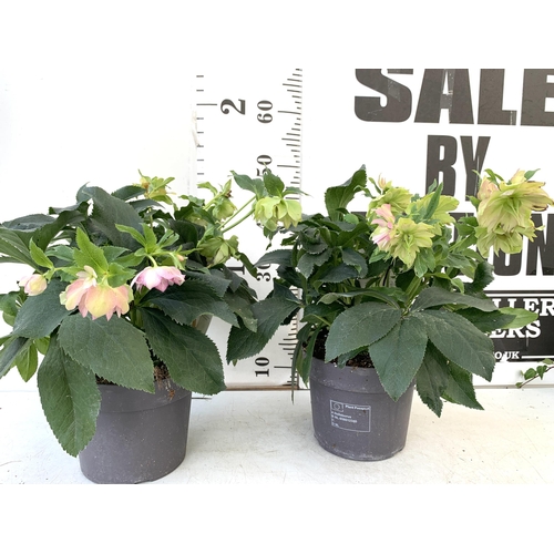 58 - TWO HELLEBOROUS ORIENTALIS IN PALE PINK IN THREE LITRE POTS. APPROX 40-50CM TALL TO BE SOLD FOR THE ... 