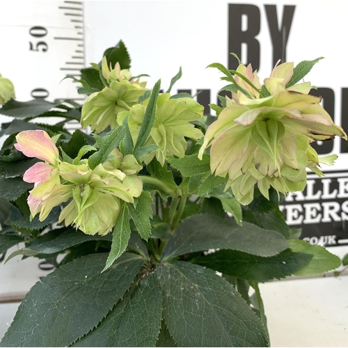 58 - TWO HELLEBOROUS ORIENTALIS IN PALE PINK IN THREE LITRE POTS. APPROX 40-50CM TALL TO BE SOLD FOR THE ... 