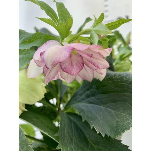 58 - TWO HELLEBOROUS ORIENTALIS IN PALE PINK IN THREE LITRE POTS. APPROX 40-50CM TALL TO BE SOLD FOR THE ... 