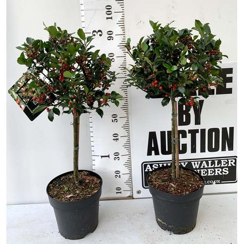 59 - A PAIR STANDARD HOLLY ILEX BLUE MAID WITH BERRIES TREES 90CM TALL, IN A 6 LITRE POT. TO BE SOLD FOR ... 