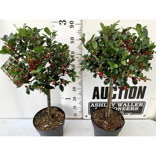 59 - A PAIR STANDARD HOLLY ILEX BLUE MAID WITH BERRIES TREES 90CM TALL, IN A 6 LITRE POT. TO BE SOLD FOR ... 