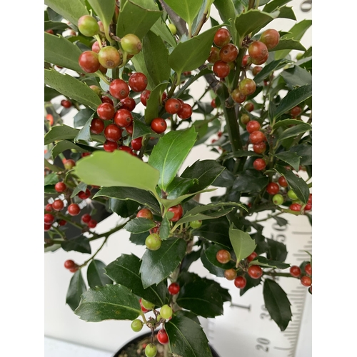 59 - A PAIR STANDARD HOLLY ILEX BLUE MAID WITH BERRIES TREES 90CM TALL, IN A 6 LITRE POT. TO BE SOLD FOR ... 