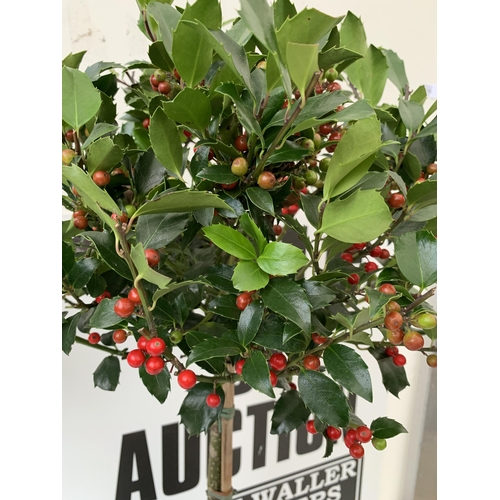 59 - A PAIR STANDARD HOLLY ILEX BLUE MAID WITH BERRIES TREES 90CM TALL, IN A 6 LITRE POT. TO BE SOLD FOR ... 