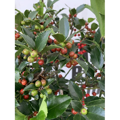 59 - A PAIR STANDARD HOLLY ILEX BLUE MAID WITH BERRIES TREES 90CM TALL, IN A 6 LITRE POT. TO BE SOLD FOR ... 