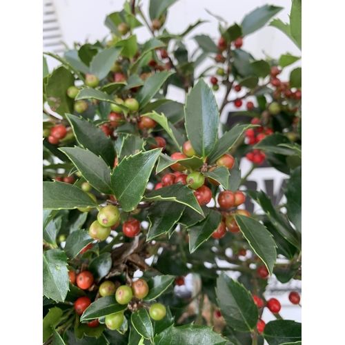 59 - A PAIR STANDARD HOLLY ILEX BLUE MAID WITH BERRIES TREES 90CM TALL, IN A 6 LITRE POT. TO BE SOLD FOR ... 