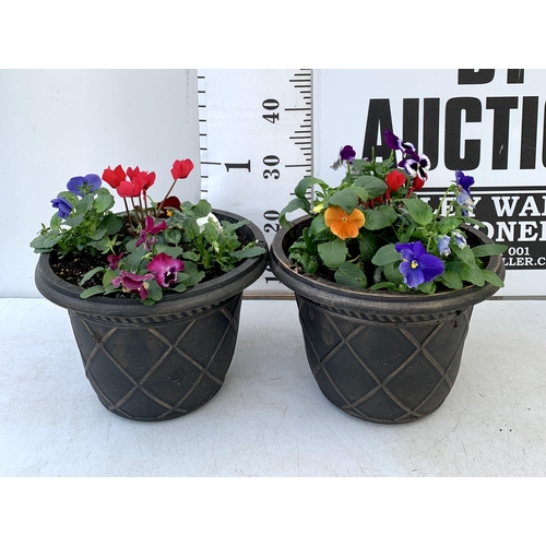 6 - TWO PLANTERS FILLED WITH WINTER BEDDING TO INCLUDE PANSIES, CYCLAMEN ETC. PLANTERS MEASURE 24CM IN D... 