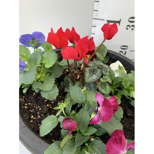 6 - TWO PLANTERS FILLED WITH WINTER BEDDING TO INCLUDE PANSIES, CYCLAMEN ETC. PLANTERS MEASURE 24CM IN D... 