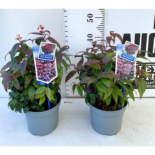 61 - TWO LEUCOTHOE 'DARK DIAMOND' GREAT AUTUMN COLOURS IN 3 LTR POTS 50CM TALL TO BE SOLD FOR THE TWO