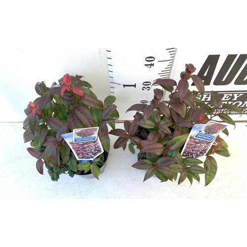 61 - TWO LEUCOTHOE 'DARK DIAMOND' GREAT AUTUMN COLOURS IN 3 LTR POTS 50CM TALL TO BE SOLD FOR THE TWO