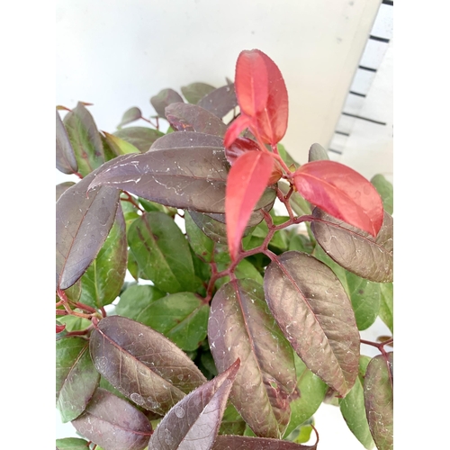 61 - TWO LEUCOTHOE 'DARK DIAMOND' GREAT AUTUMN COLOURS IN 3 LTR POTS 50CM TALL TO BE SOLD FOR THE TWO