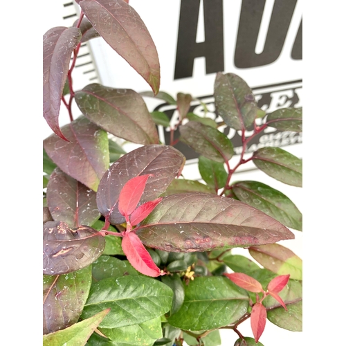 61 - TWO LEUCOTHOE 'DARK DIAMOND' GREAT AUTUMN COLOURS IN 3 LTR POTS 50CM TALL TO BE SOLD FOR THE TWO