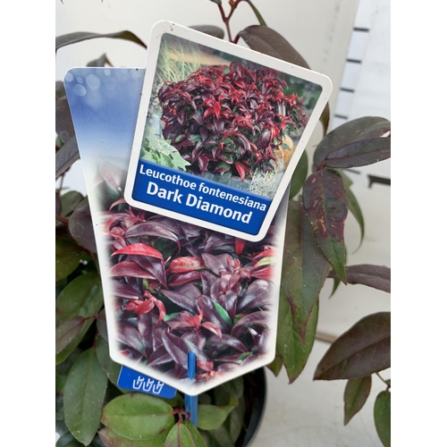 61 - TWO LEUCOTHOE 'DARK DIAMOND' GREAT AUTUMN COLOURS IN 3 LTR POTS 50CM TALL TO BE SOLD FOR THE TWO