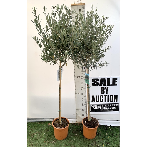 67 - TWO LARGE ITALIAN OLIVE STANDARD TREES OVER 190CM IN HEIGHT IN 9 LTR POTS NO VAT TO BE SOLD FOR THE ... 