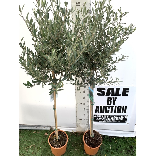 67 - TWO LARGE ITALIAN OLIVE STANDARD TREES OVER 190CM IN HEIGHT IN 9 LTR POTS NO VAT TO BE SOLD FOR THE ... 