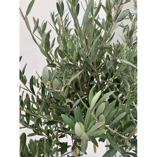 67 - TWO LARGE ITALIAN OLIVE STANDARD TREES OVER 190CM IN HEIGHT IN 9 LTR POTS NO VAT TO BE SOLD FOR THE ... 