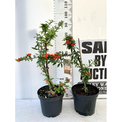 68 - TWO LARGE PYRACANTHA, 'ORANGE STAR' THORNLESS, COVERED WITH ORANGE/RED BERRIES. APPROX 80-90CM IN HE... 