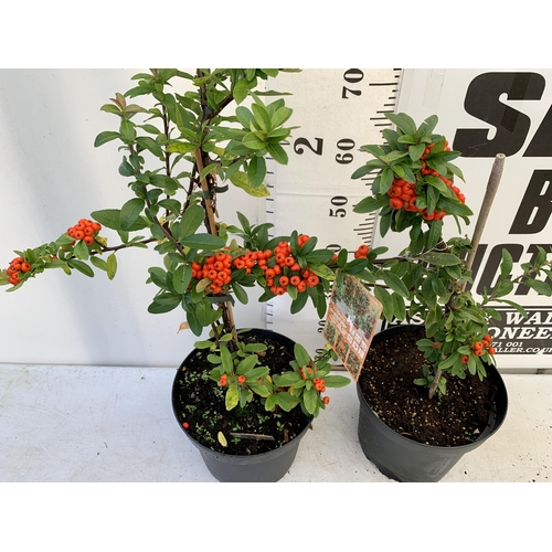 68 - TWO LARGE PYRACANTHA, 'ORANGE STAR' THORNLESS, COVERED WITH ORANGE/RED BERRIES. APPROX 80-90CM IN HE... 