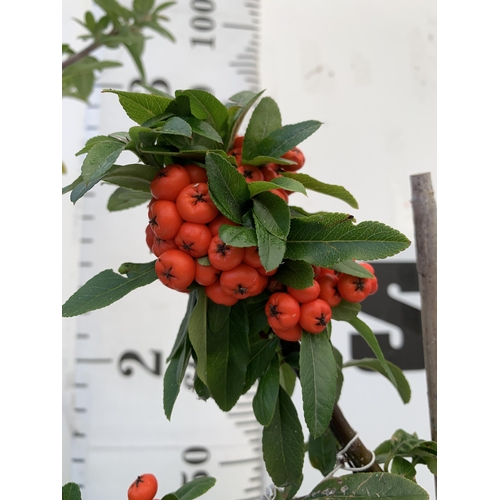 68 - TWO LARGE PYRACANTHA, 'ORANGE STAR' THORNLESS, COVERED WITH ORANGE/RED BERRIES. APPROX 80-90CM IN HE... 