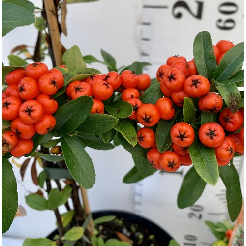 68 - TWO LARGE PYRACANTHA, 'ORANGE STAR' THORNLESS, COVERED WITH ORANGE/RED BERRIES. APPROX 80-90CM IN HE... 