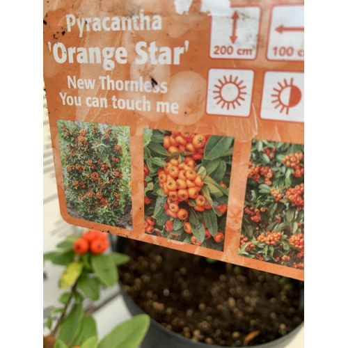 68 - TWO LARGE PYRACANTHA, 'ORANGE STAR' THORNLESS, COVERED WITH ORANGE/RED BERRIES. APPROX 80-90CM IN HE... 