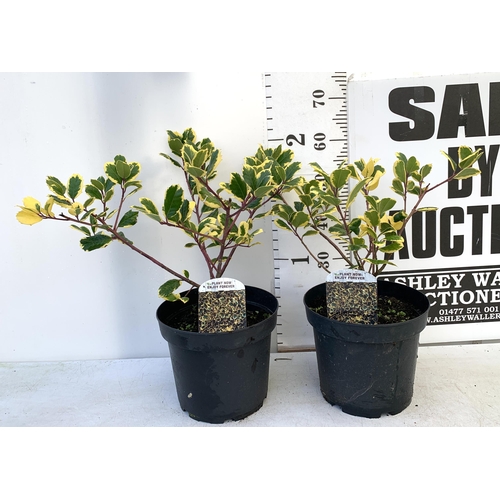 70 - TWO HOLLY ILEX VARIEGATED 'GOLDEN KING' IN 5 LTR POTS. APPROX 60CM IN HEIGHT TO BE SOLD FOR THE TWO