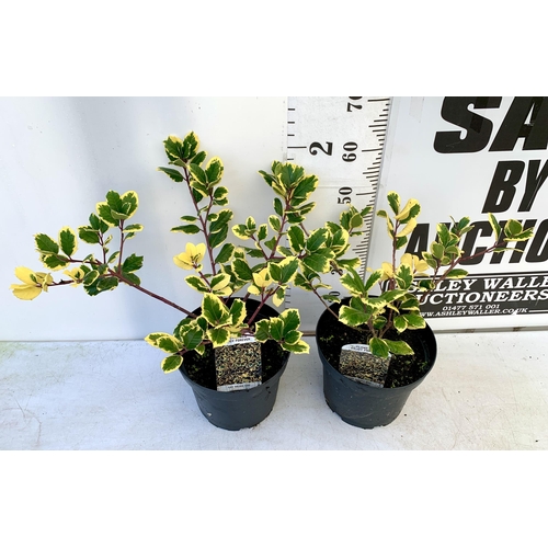 70 - TWO HOLLY ILEX VARIEGATED 'GOLDEN KING' IN 5 LTR POTS. APPROX 60CM IN HEIGHT TO BE SOLD FOR THE TWO